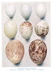 Eggs: Partridge: Red Legged Partridge: etc, illustration from 